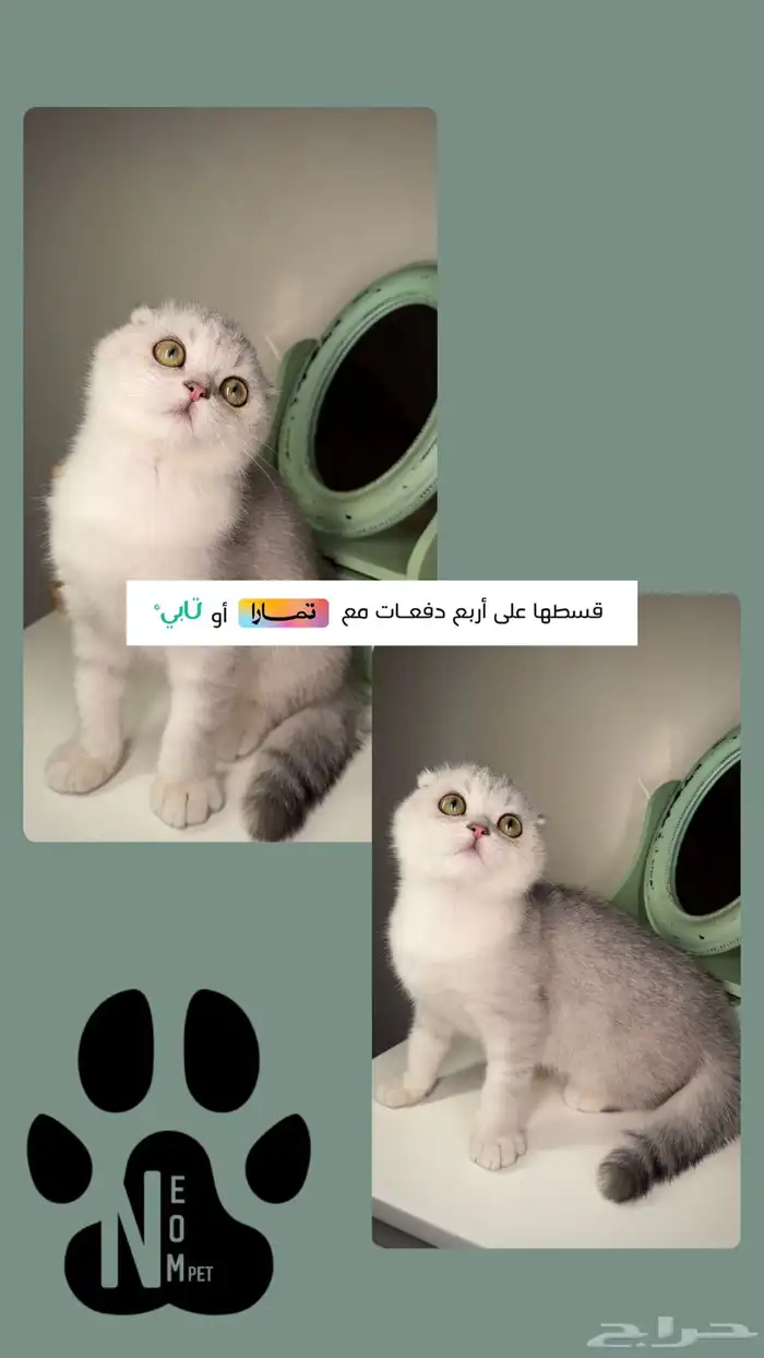 سكوتش فولد ستريت برتش قطط للبيع الرياض كيتن قطه بسه انثى ذكر 1