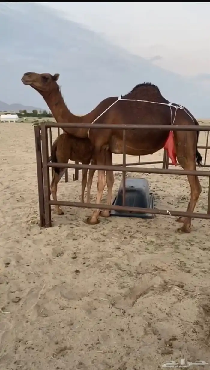 بكره بكر حمرا دم تحتها بكره ( تم البيع) 0