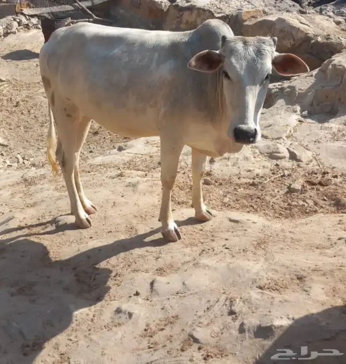 بهمه. للبيع على السوم 1