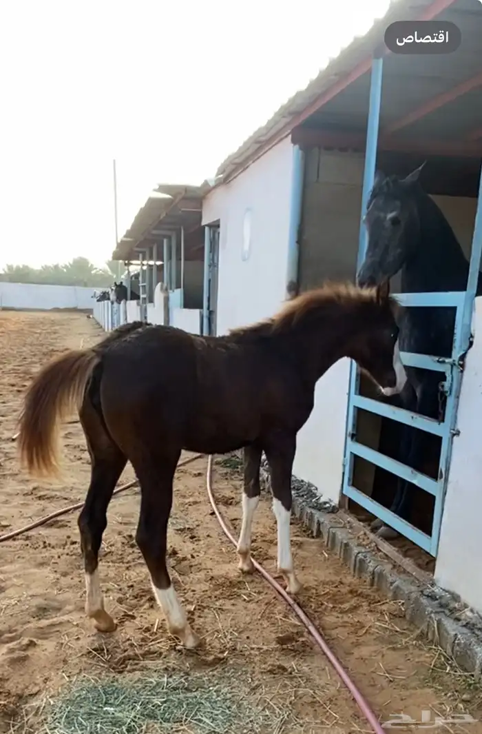 مهره شعبيه ( تم البيع ) 0