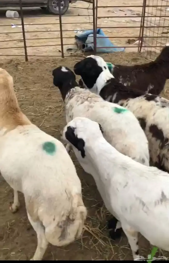 للبيع ذبيح رفيد طيبه شامل الذبح وتوصيل 6