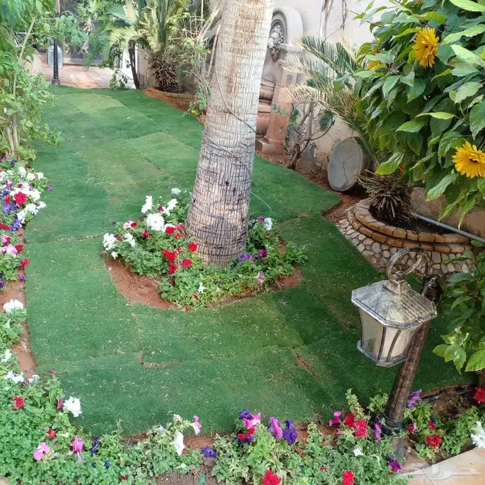 ثيل نجيل الخرج عشب 15