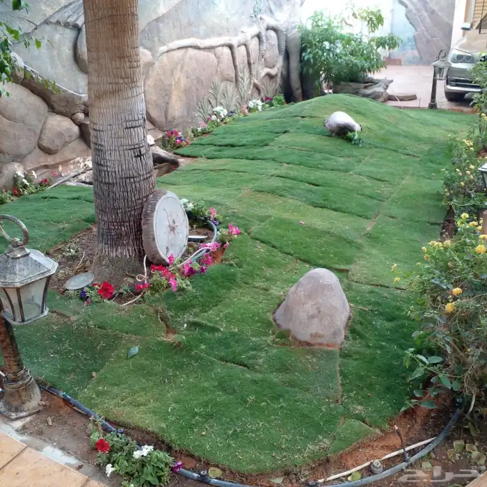 ثيل نجيل الخرج عشب 14