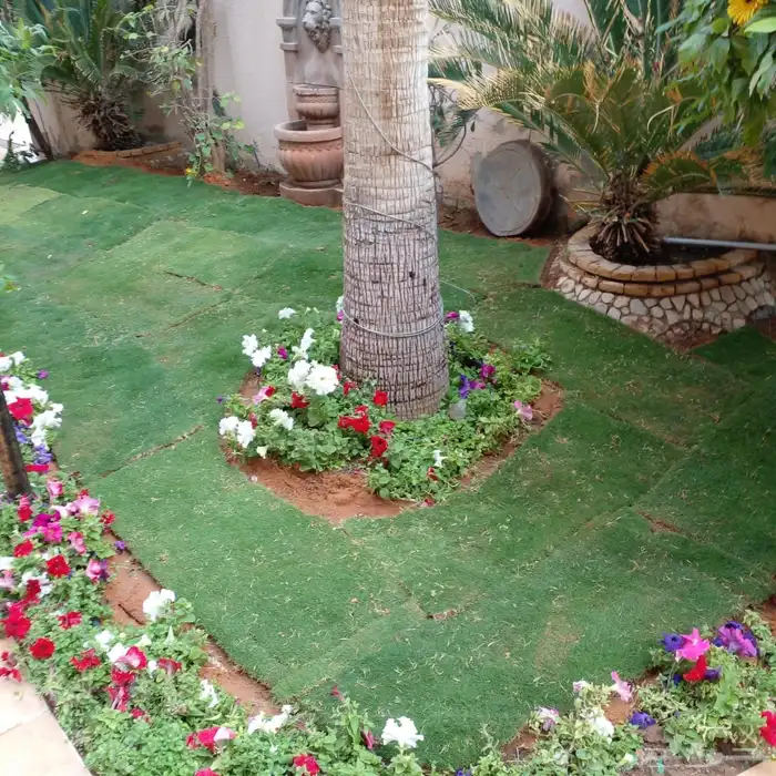 ثيل نجيل الخرج عشب 12