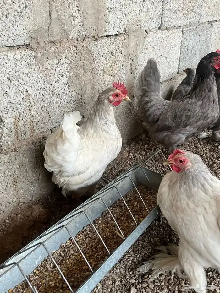 طقم دجاج كوشن 4
