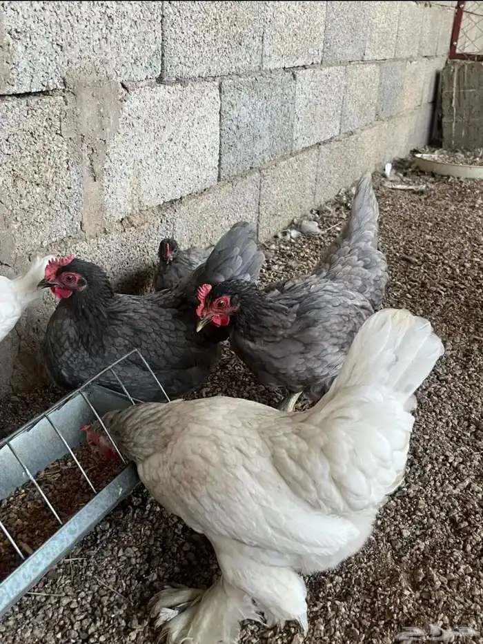 طقم دجاج كوشن 2