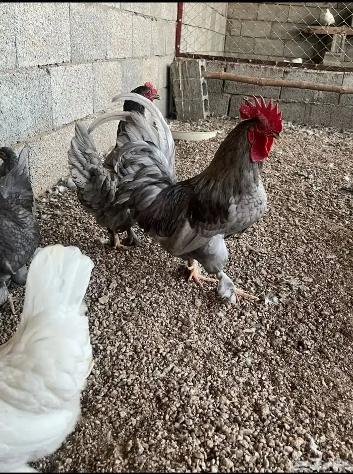 طقم دجاج كوشن 6