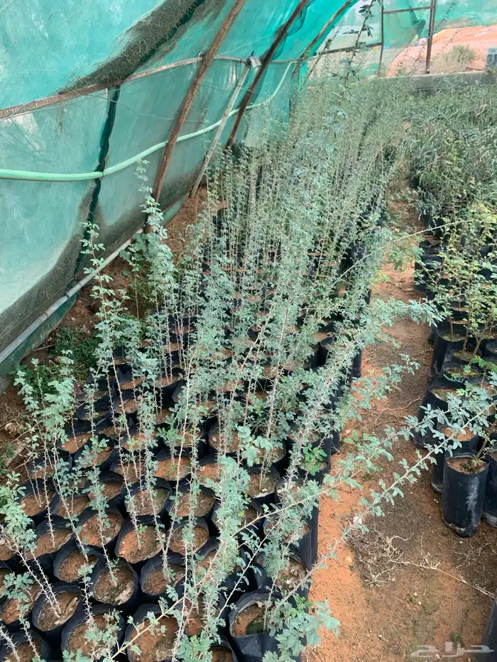 شتلات طلح الشمال 0