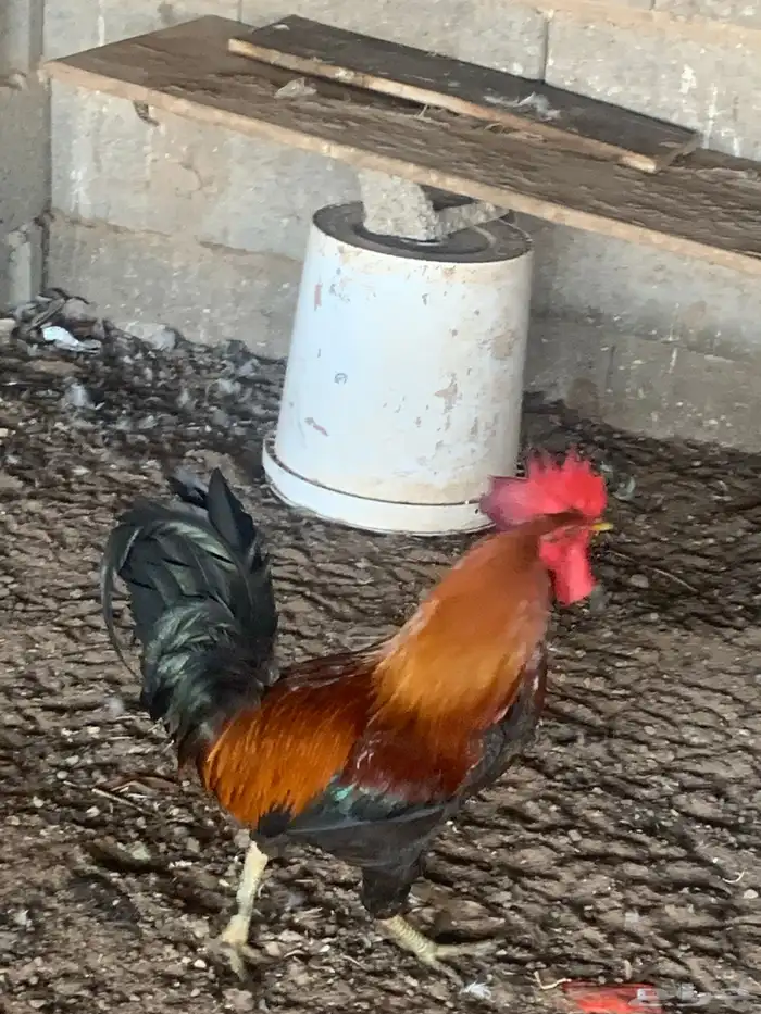 ديك احمر 9