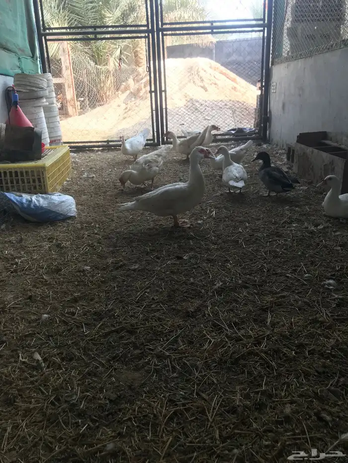 بط مصري منتج 3