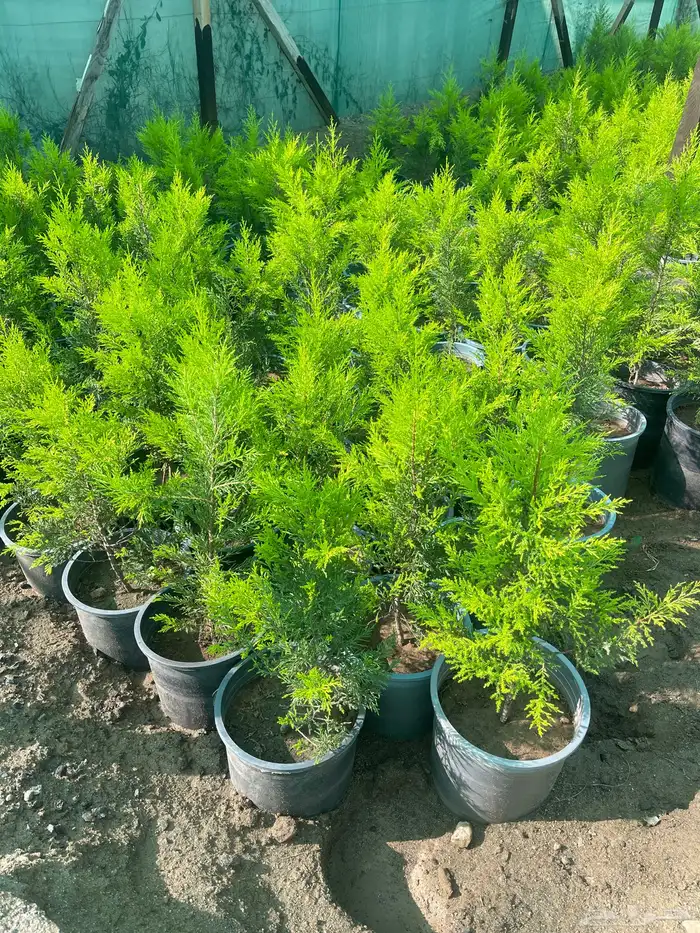 شتلات سرو عطري ( ليموني ) 0