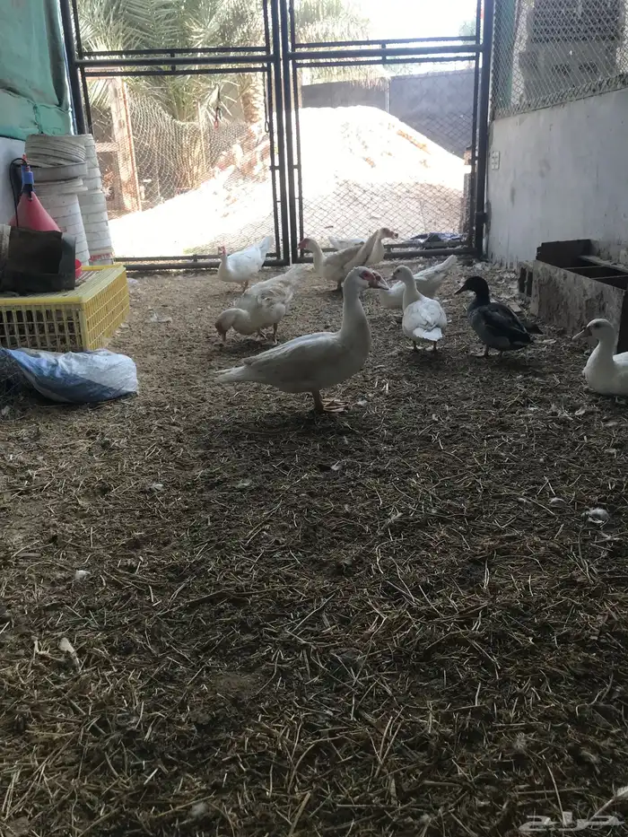 بط مصري منتج 4