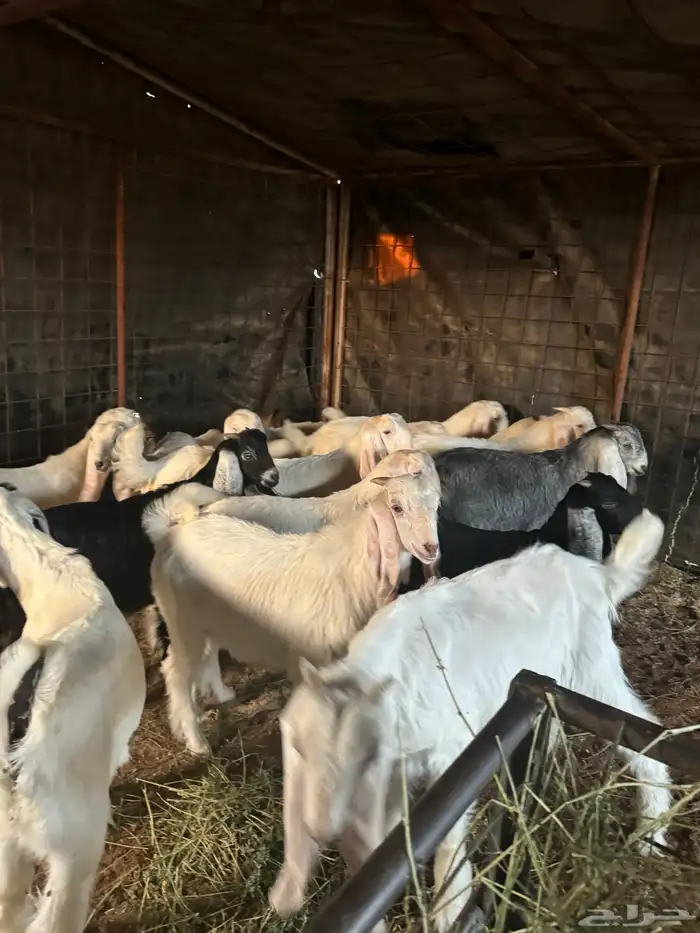 للبيع تيوس وجفار 4