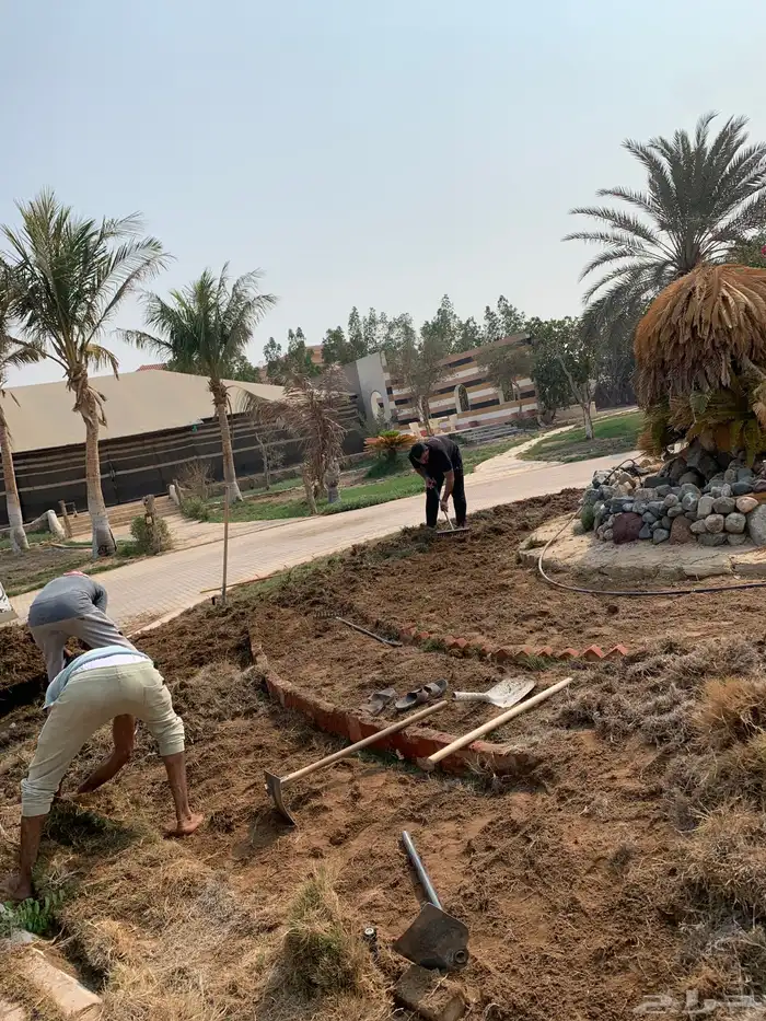 نجيل طبيعي او ثيل عشب اخضر 50