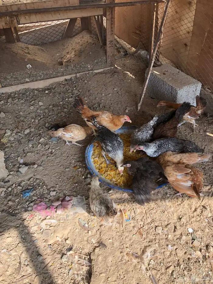 صوص بلدي 2