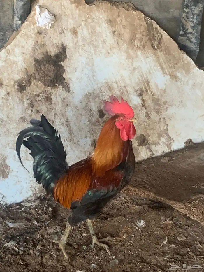 ديك احمر 2