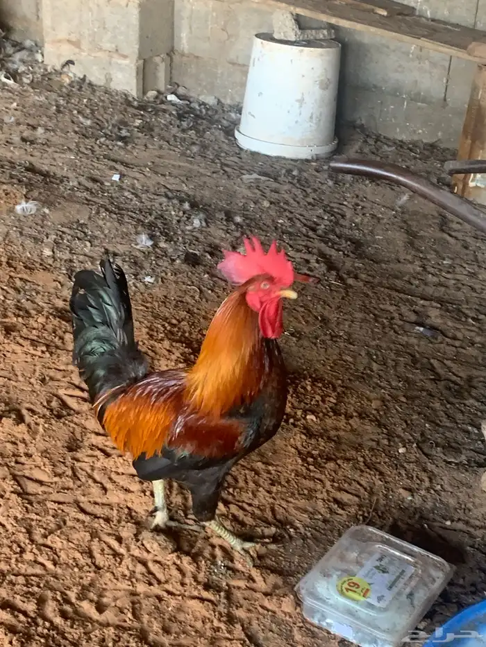 ديك احمر 6