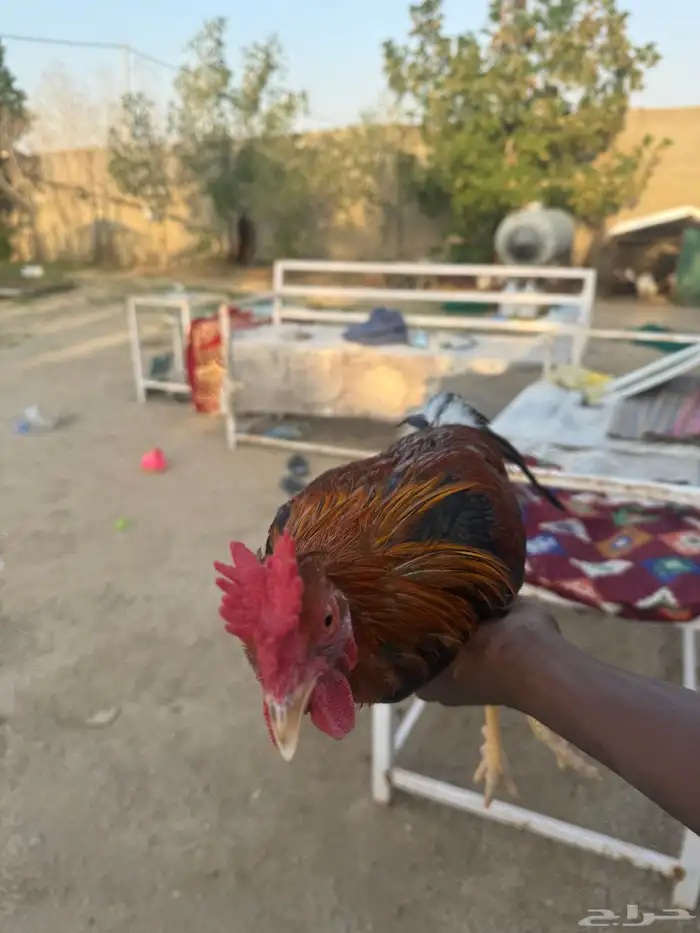 ديوك بلدي ترثه 3