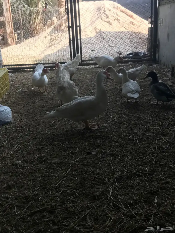 بط مصري منتج 5