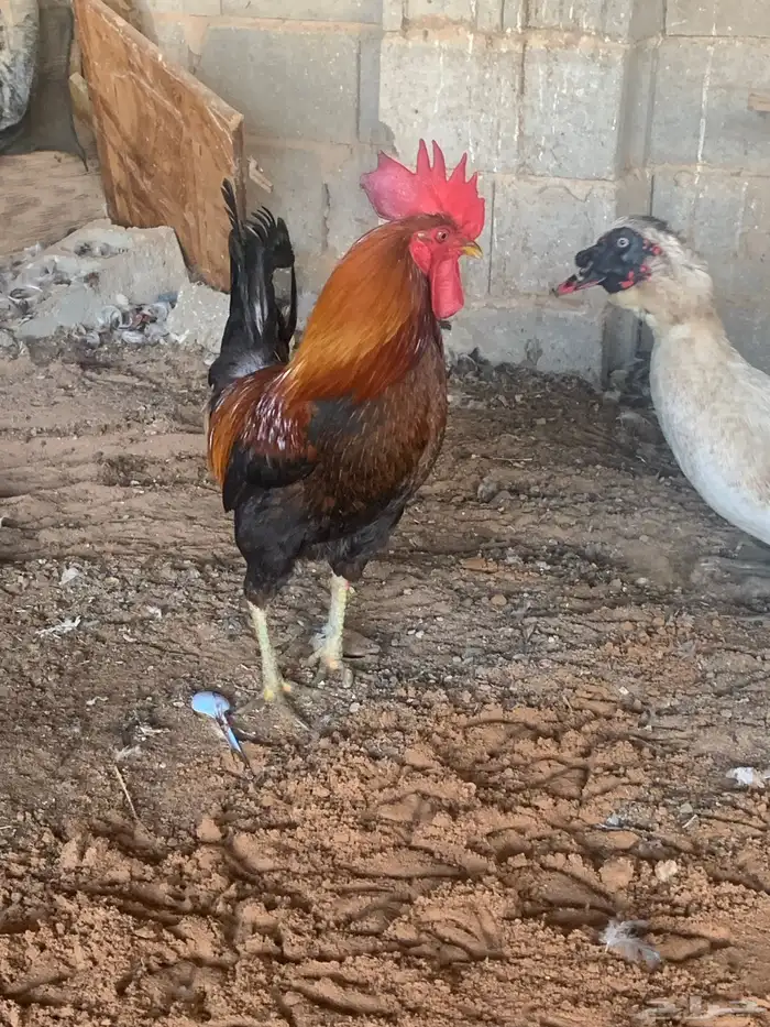 ديك احمر 5