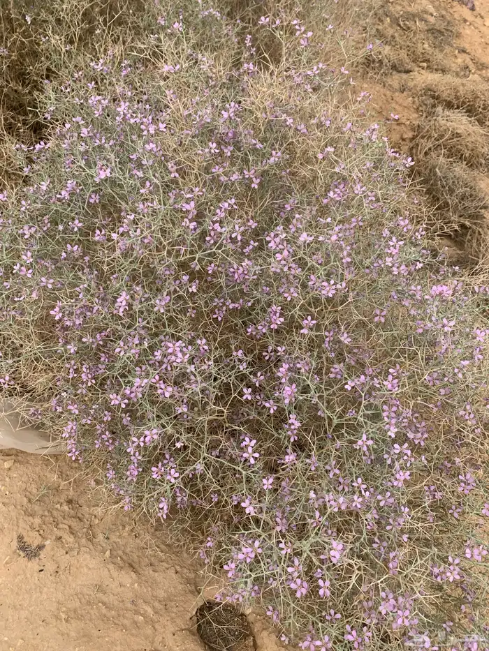 بذور الشبرم 1