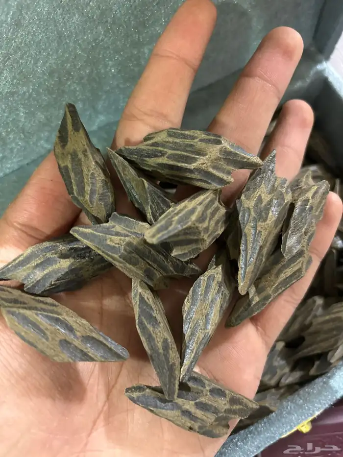 كمبودي تايقر 1