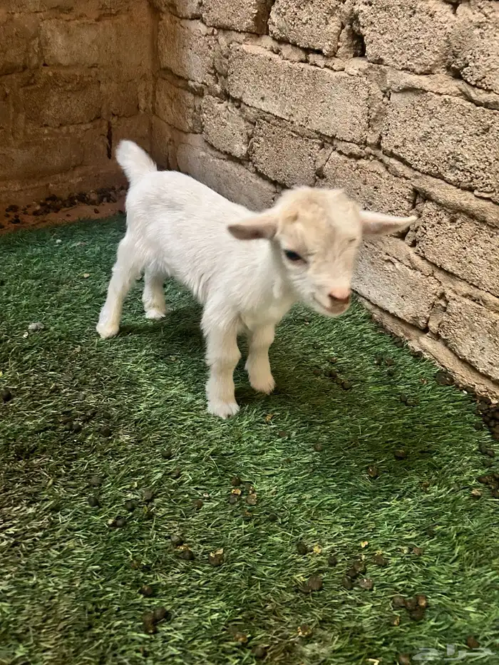 ماعز قدمي( تم البيع ) 2