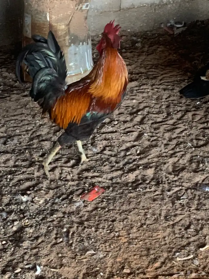 ديك احمر 1