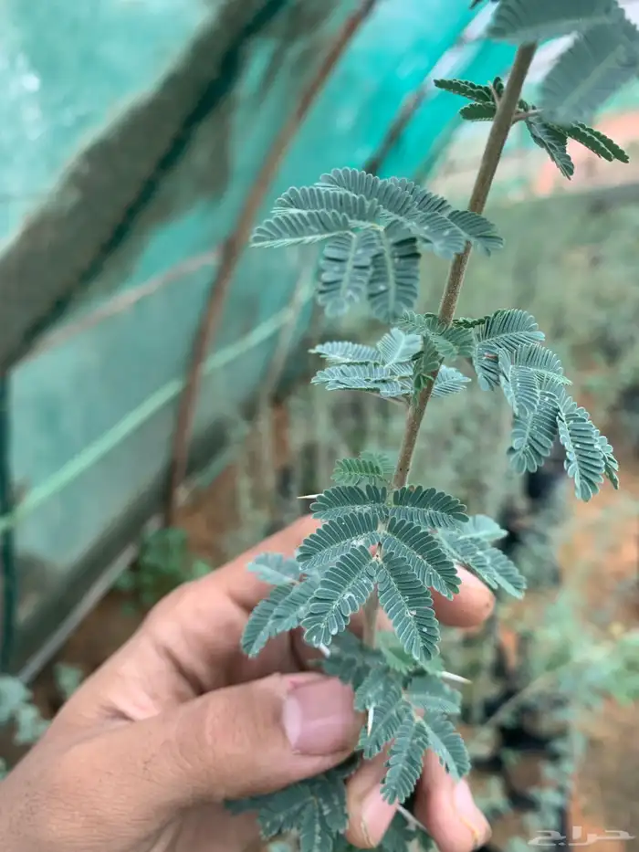 شتلات طلح الشمال 1