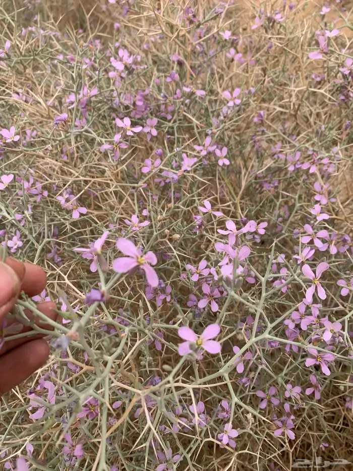 بذور الشبرم 0