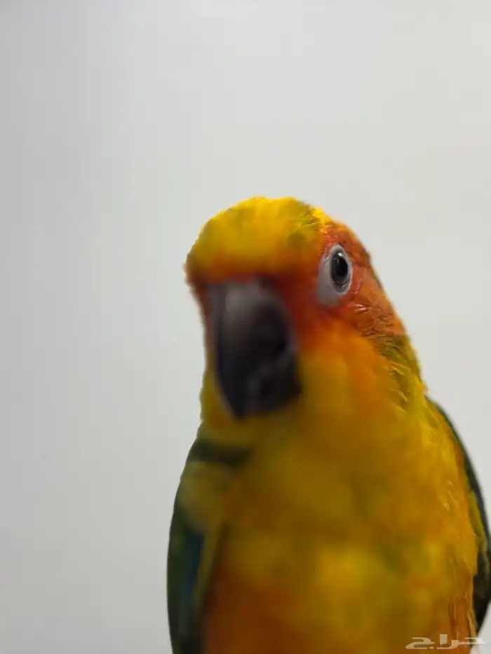 صن كنيور 9