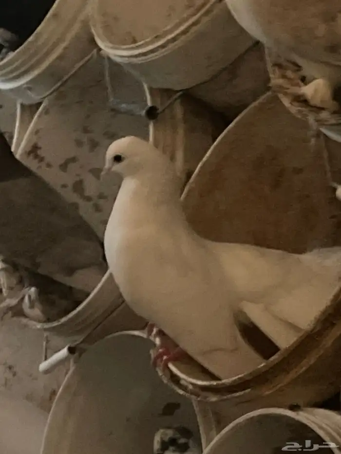 حمام للبيع 0