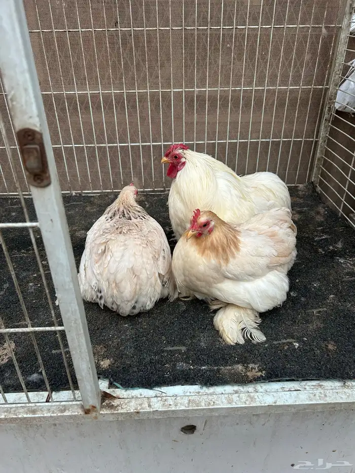 دجاج زينه كوشل 1