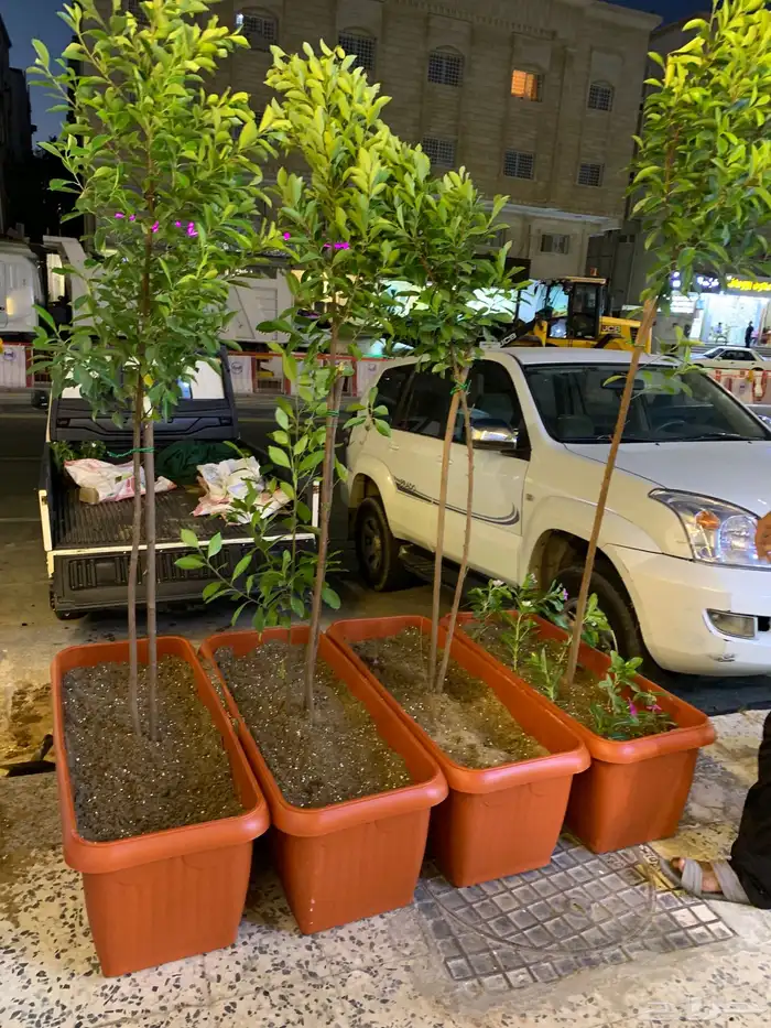 نجيل طبيعي او ثيل عشب اخضر 94