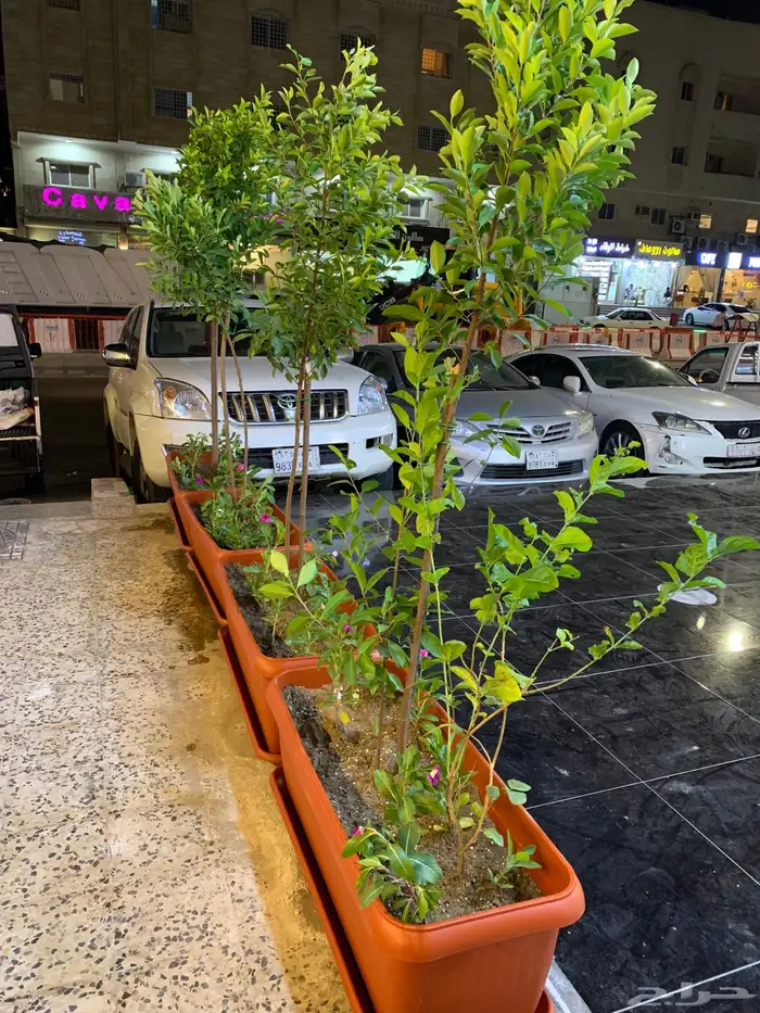 نجيل طبيعي او ثيل عشب اخضر 95
