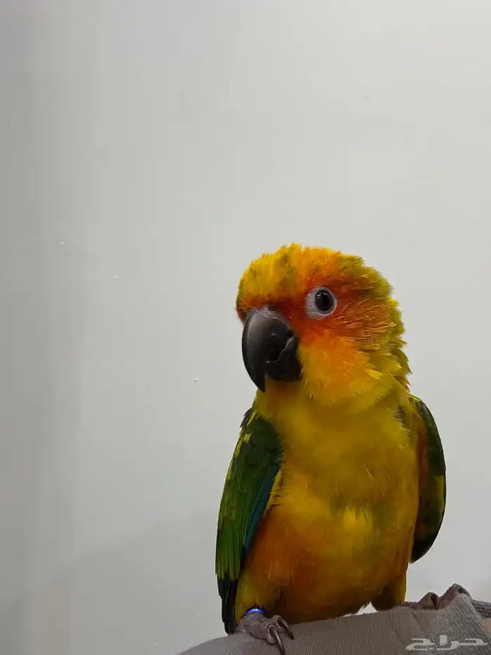 صن كنيور 12