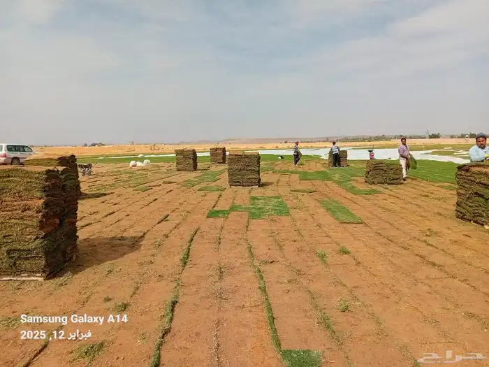 ثيل طبيعي ( النجيلة) سي 2000 C2000 2