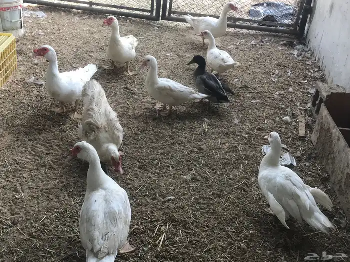 بط مصري منتج 0