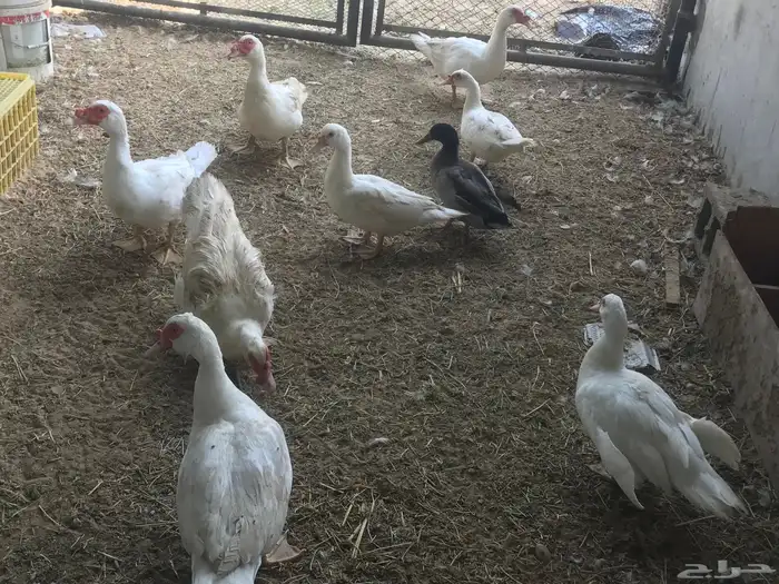 بط مصري منتج 1