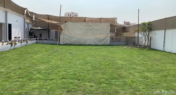 نجيل طبيعي او ثيل عشب اخضر 70