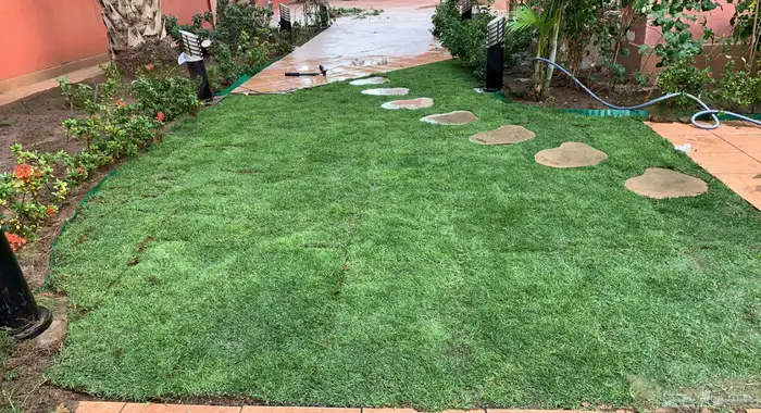 نجيل طبيعي او ثيل عشب اخضر 75
