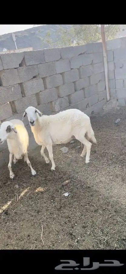 نعاج حيل للبيع ( تم البيع ) 4
