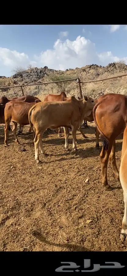 حسلان سمان ونظاف 24 حسيل فيه 2 خيشتين 0