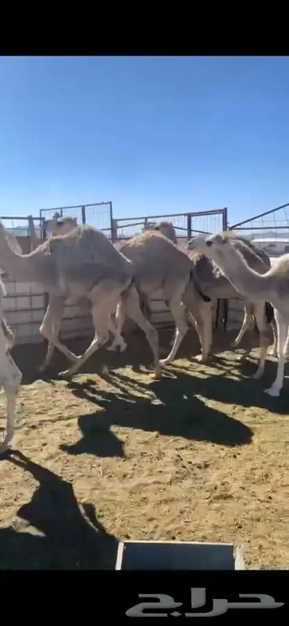 حشو للبيع بكرا وقعدان طيبات وبهن قرع 2