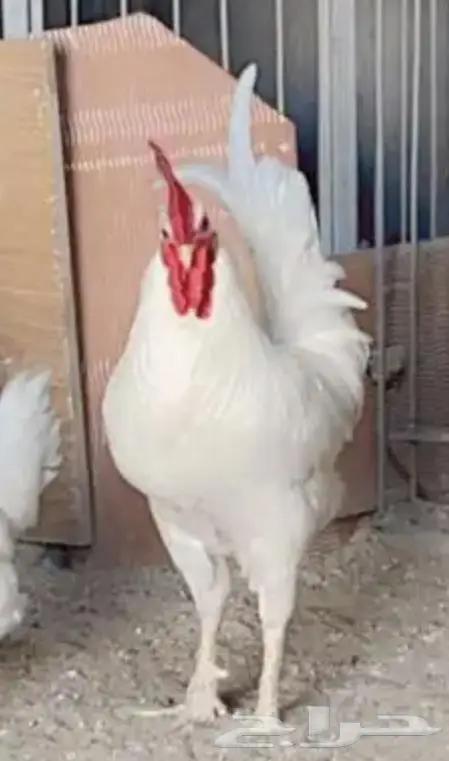 دجاج عربي عمر ثلاثة شهور 3