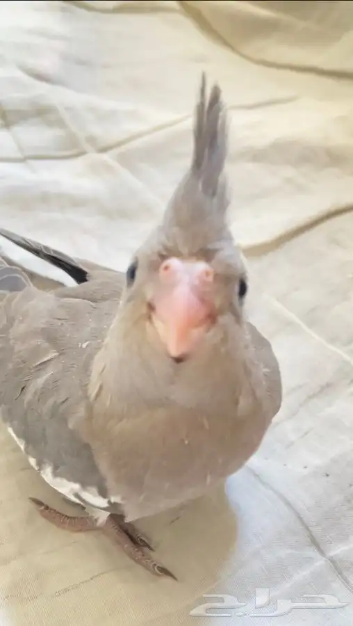 فرخ كروان اليف وهدد 0