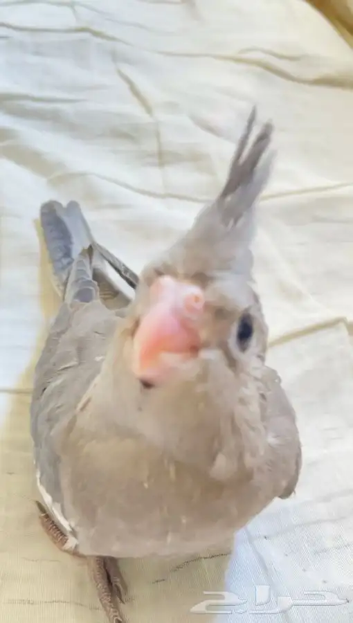 فرخ كروان اليف وهدد 3