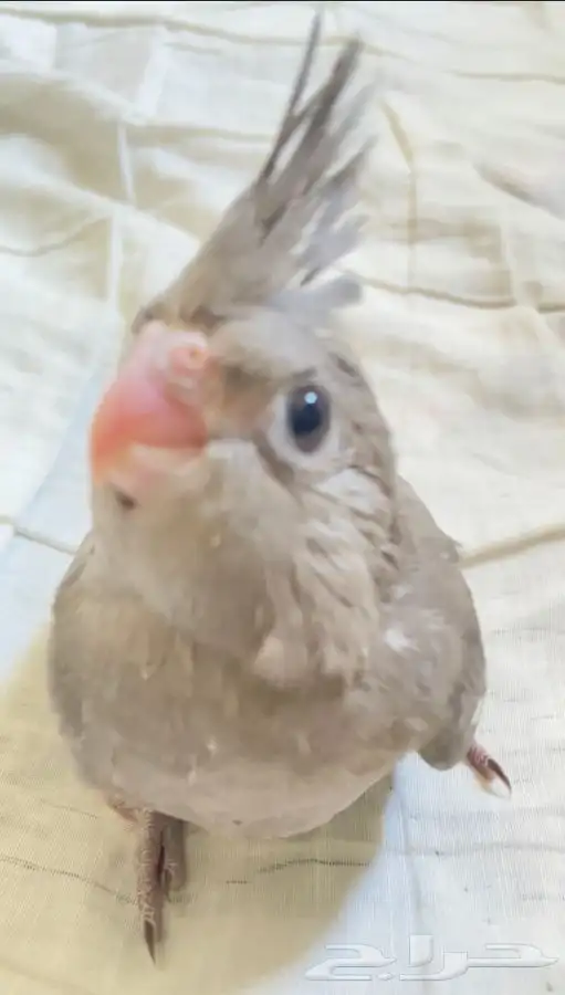 فرخ كروان اليف وهدد 1