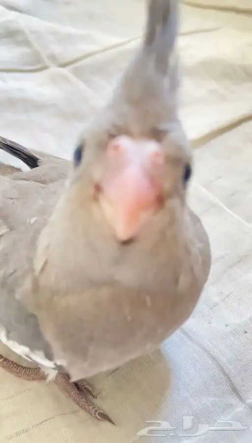 فرخ كروان اليف وهدد 2