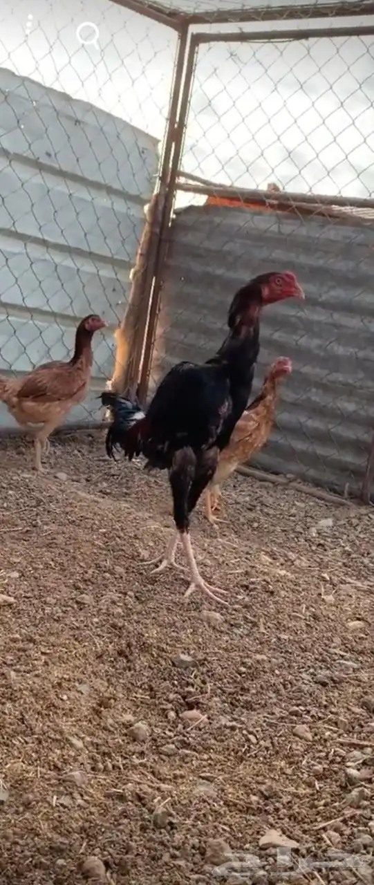 دجاج باكستاني و سندي 1
